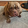 bulldog, dog, pet, indoor, carpet, floor, wooden_floor, white_cabinet, black_stand, wrinkled_face, muscular, brown_dog, close_up, animal, canine, looking_at_camera, sitting, paw, nail, expression