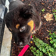 Rubie is registered to the contest to win money with this photo: puppy, dog, black_fur, tan_markings, blue_eyes, leash, pink_leash, outdoor, mulch, plants, greenery, curious, close_up, young_dog, pet, animal, nature, side_view, walk, footwear