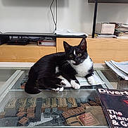 Abby participe au concours pour gagner de l'argent avec cette photo : cat, black_and_white, lying_down, glass_table, magazine, papers, living_room, shelf, television, remote_control, wooden_furniture, indoor, pet, relaxed, curious, domestic_animal, home_decor, whiskers, paw, tabletop