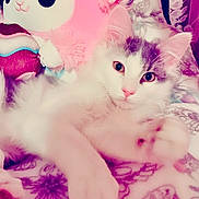 Scream joined the competition — help win amazing prizes! kitten, cat, fluffy, white, gray, pink_nose, plush_toy, blanket, indoor, cute, pet, animal, relaxed, soft, lying_down, close_up, young, feline, cozy, curious