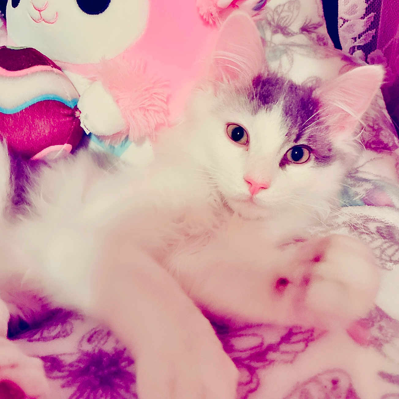 Scream joined the competition — help win amazing prizes! animal, blanket, cat, close_up, cozy, curious, cute, feline, fluffy, gray, indoor, kitten, lying_down, pet, pink_nose, plush_toy, relaxed, soft, white, young