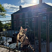 Auguste a rejoint le concours — aidez-le/la à gagner de superbes lots ! cat, animal, pet, harness, table, balcony, metal, sunlight, shadow, outdoor, sky, cloud, house, railing, nature, daylight, feline, curious, sitting, leash