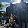 cat, animal, pet, harness, table, balcony, metal, sunlight, shadow, outdoor, sky, cloud, house, railing, nature, daylight, feline, curious, sitting, leash