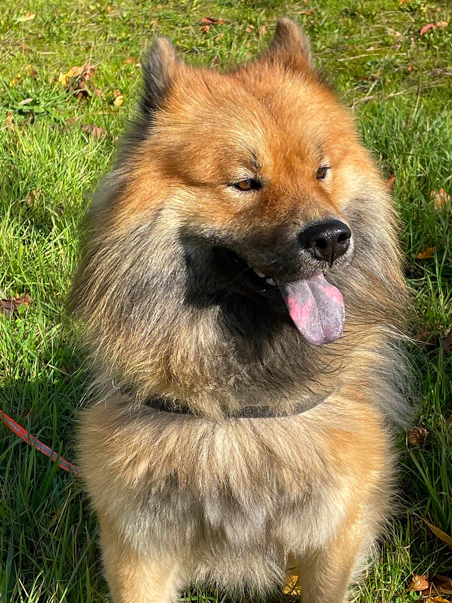 Ulysse a rejoint le concours — aidez-le/la à gagner de superbes lots ! animal, brown, canine, closeup, collar, cute, daylight, dog, ears, fluffy, friendly, fur, grass, happy, muzzle, nature, outdoor, pet, portrait, tongue_out