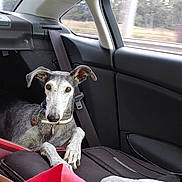 Tsuna participe au concours pour gagner de l'argent avec cette photo : animal, backseat, car_interior, collar, curious, dog, ears, fur, greyhound, indoor, looking, luggage, paws, pet, resting, road_trip, seatbelt, transportation, travel, window