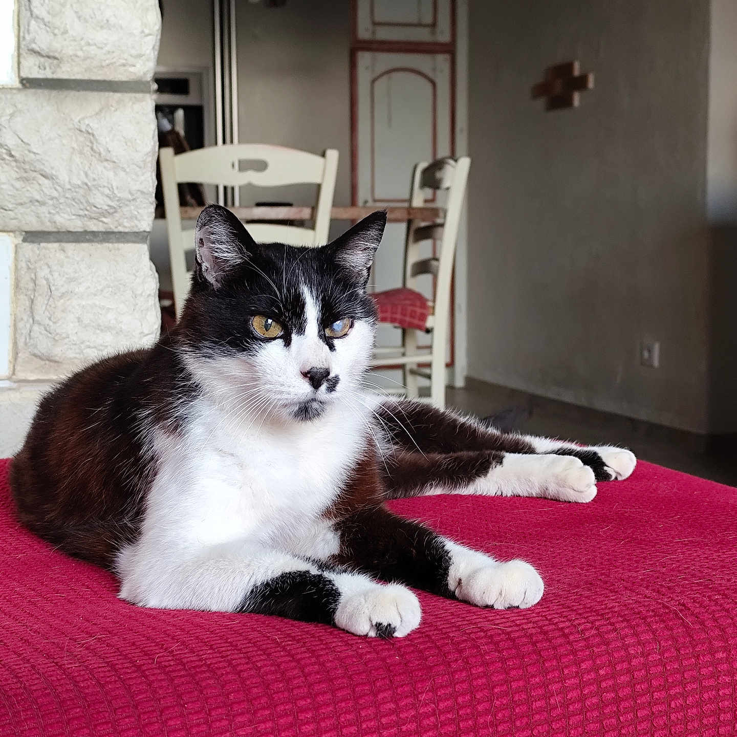Iglooo participe au concours pour gagner de l'argent avec cette photo : cat, black_and_white, indoor, furniture, chair, table, kitchen, relaxing, pet, animal, domestic, cozy, red_blanket, whiskers, paws, fur, eyes, resting, home, calm