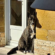 Vignette a rejoint le concours — aidez-le/la à gagner de superbes lots ! dog, brindle, white_markings, sitting, shadow, door, stone_wall, outdoor, sunlight, pet, animal, quiet, calm, resting, architecture, home, porch, tile_floor, daylight, side_view