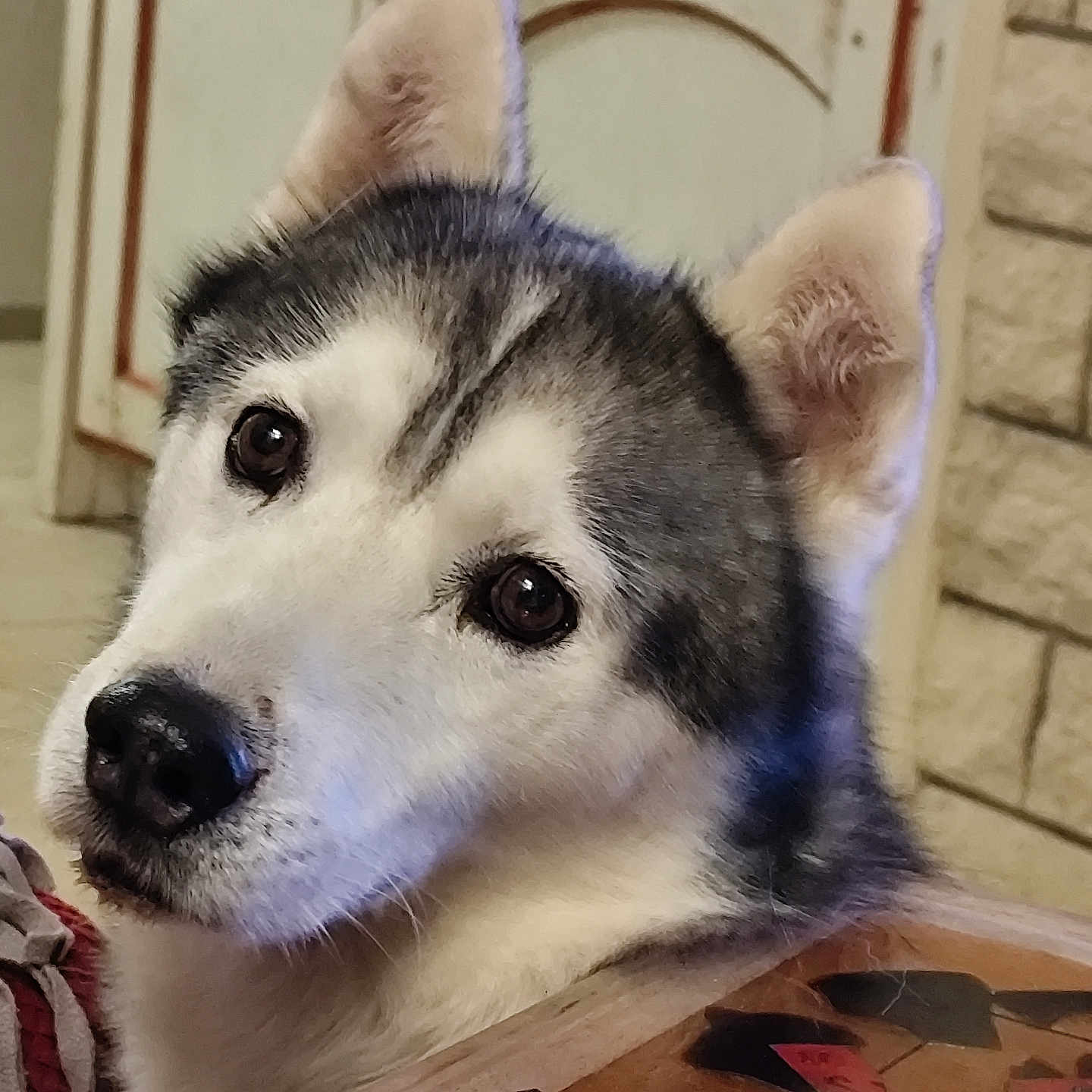 Jaxouille participe au concours pour gagner de l'argent avec cette photo : dog, siberian_husky, pet, animal, indoors, close_up, fur, ears, eyes, snout, wooden_table, stone_wall, household, companion, portrait, looking_up, domestic, mammal, canine, curious