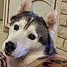 animal, canine, close_up, companion, curious, dog, domestic, ears, eyes, fur, household, indoors, looking_up, mammal, pet, portrait, siberian_husky, snout, stone_wall, wooden_table