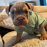Brooklyn participe au concours pour gagner de l'argent avec cette photo : puppy, dog, pet, clothing, shirt, blanket, couch, indoor, cute, young, fur, small, animal, portrait, looking, curious, home, soft, cozy, brown