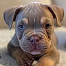 Brooklyn a rejoint le concours — aidez-le/la à gagner de superbes lots ! puppy, dog, close_up, cute, pet, animal, nose, paw, fur, ears, eyes, lying_down, soft_texture, indoor, portrait, young, brown, wrinkles, front_view, adorable