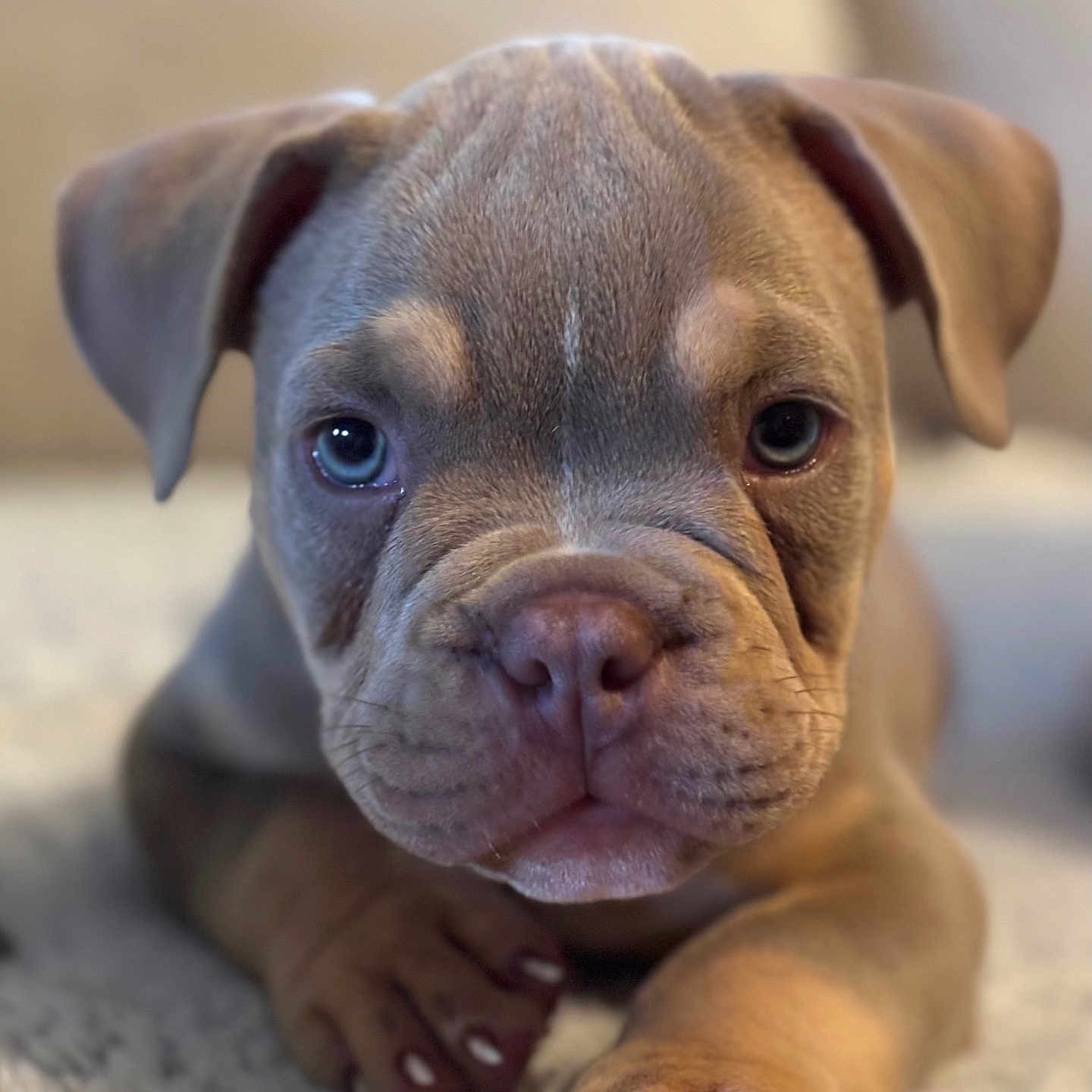 Brooklyn a rejoint le concours — aidez-le/la à gagner de superbes lots ! puppy, dog, close_up, cute, pet, animal, nose, paw, fur, ears, eyes, lying_down, soft_texture, indoor, portrait, young, brown, wrinkles, front_view, adorable