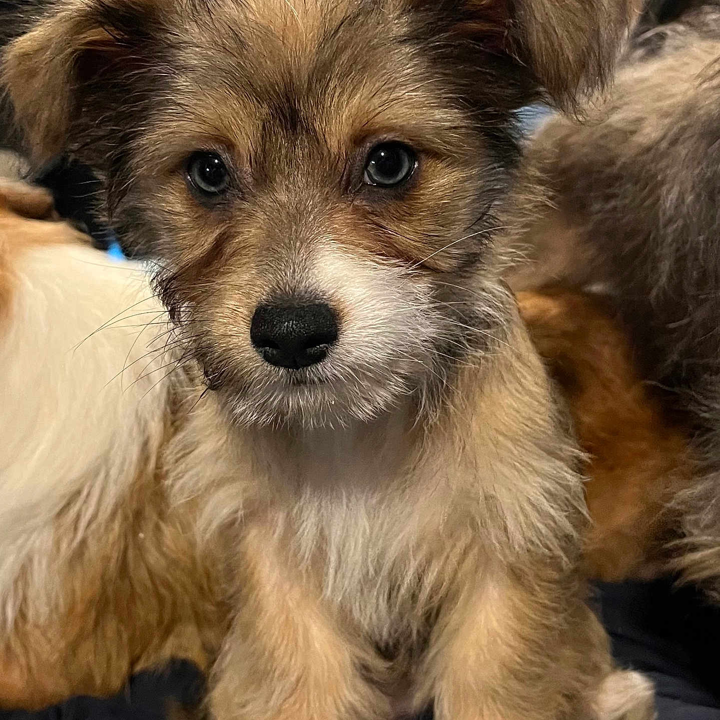Princess joined the competition — help win amazing prizes! puppy, dog, animal, pet, fur, cute, indoor, ears, face, eyes, whiskers, fur_texture, young, adorable, looking, front_view, mammal, domestic, companion, close_up
