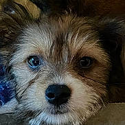 Princess joined the competition — help win amazing prizes! dog, puppy, close_up, face, fur, eyes, nose, pet, animal, cute, muzzle, whiskers, adorable, portrait, looking, expression, fluffy, young, domestic_animal, canine