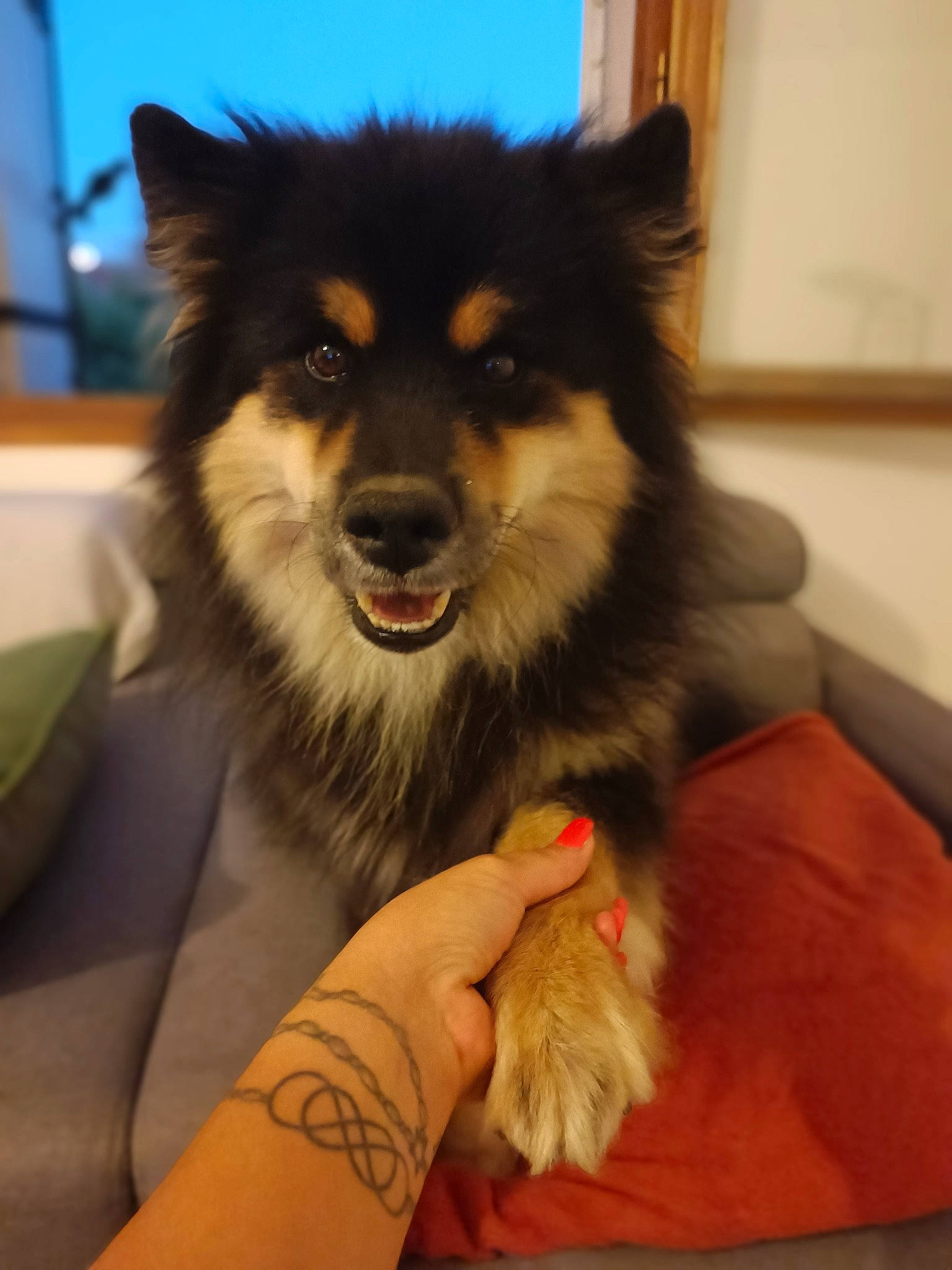 Pouchok participe au concours pour gagner de l'argent avec cette photo : ancient_dog_breeds, canidae, canis, carnivore, companion_dog, dog, dog_breed, dog_supply, fur, herding_dog, non_sporting_group, sky, snout, spitz, sporting_group, toy_dog, whiskers, working_animal, working_dog, wrist