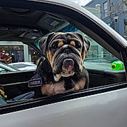 Thunder joined the competition — help win amazing prizes! animal, building, bulldog, canine, car, close_up, daytime, dog, dog_face, dog_harness, expression, looking_out, outdoor, parked_car, pet, sitting, street, urban, vehicle_interior, window