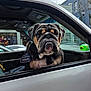 animal, building, bulldog, canine, car, close_up, daytime, dog, dog_face, dog_harness, expression, looking_out, outdoor, parked_car, pet, sitting, street, urban, vehicle_interior, window
