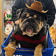 Thunder is registered to the contest to win money with this photo: bulldog, dog, shopping_cart, cowboy_hat, sweater, pet_clothing, indoor, person, hand, store, aisle, plastic_cart, animal, cute, funny, portrait, shopping, brown, black, expression