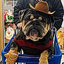 bulldog, dog, shopping_cart, cowboy_hat, sweater, pet_clothing, indoor, person, hand, store, aisle, plastic_cart, animal, cute, funny, portrait, shopping, brown, black, expression