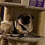 Togo joined the competition — help win amazing prizes! dog, pug, pet, indoor, cat_tree, furniture, diaper, harness, resting, animal, cute, small_dog, relaxed, home, cozy, looking, lying_down, beige, black, fur