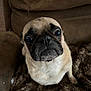 Togo is registered to the contest to win money with this photo: dog, pug, pet, brown, fur, close_up, indoor, blanket, couch, animal, cute, looking_up, face, whiskers, ears, snout, small_dog, companion, domestic_animal, furry