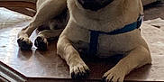 Togo is registered to the contest to win money with this photo: dog, pug, pet, indoor, table, furniture, couch, relaxed, canine, animal, brown, light, shadow, home, domestic, resting, comfortable, cute, companion, harness