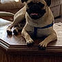 dog, pug, pet, indoor, table, furniture, couch, relaxed, canine, animal, brown, light, shadow, home, domestic, resting, comfortable, cute, companion, harness