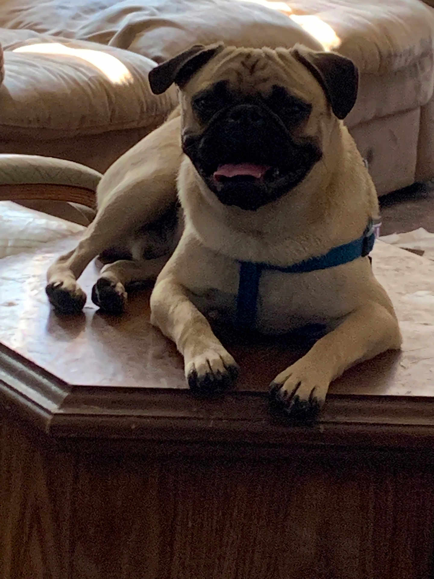 Togo is registered to the contest to win money with this photo: dog, pug, pet, indoor, table, furniture, couch, relaxed, canine, animal, brown, light, shadow, home, domestic, resting, comfortable, cute, companion, harness