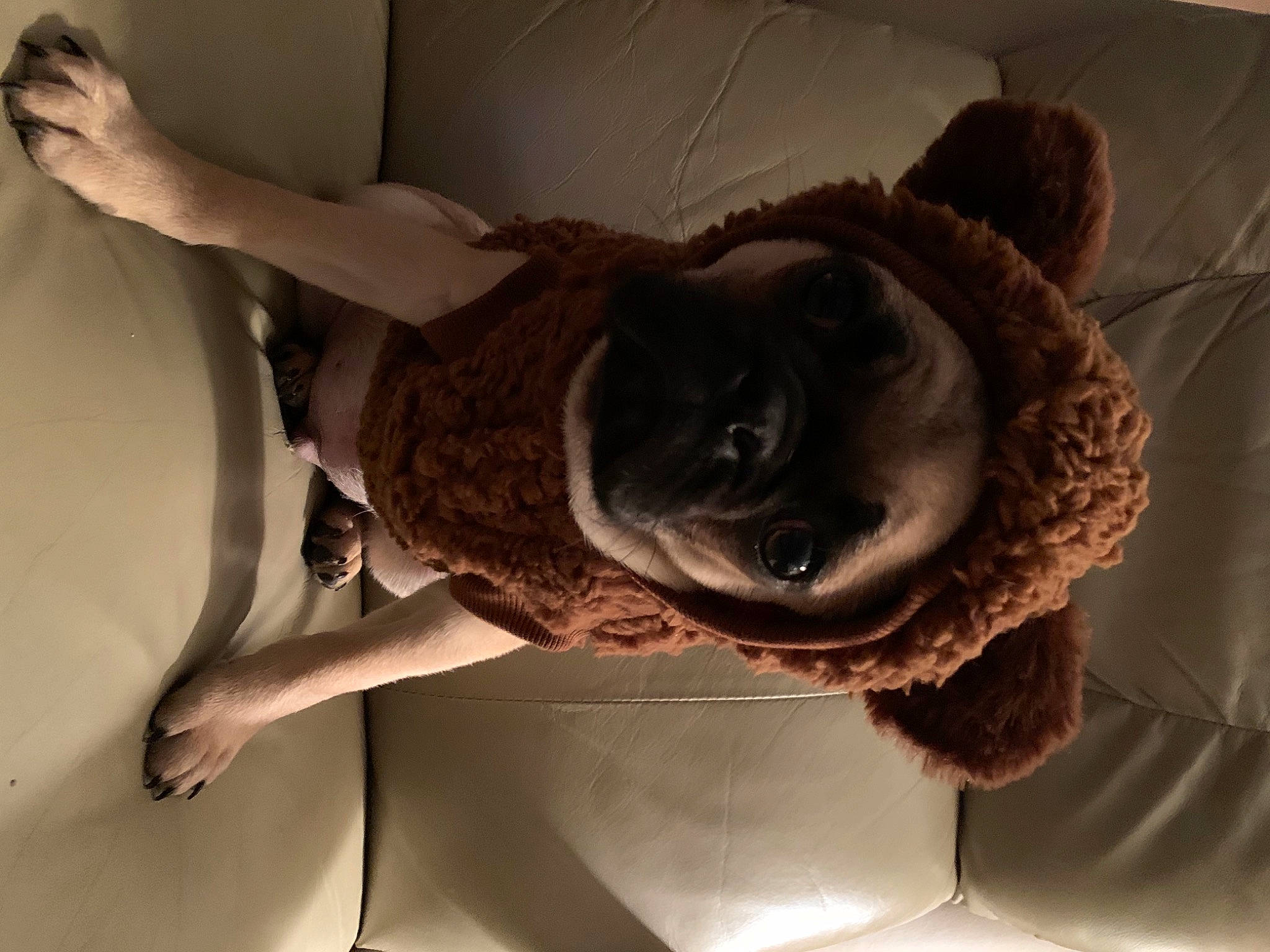 Togo is registered to the contest to win money with this photo: ankle, dog_breed, elbow, fawn, foot, fur, human_leg, natural_material, snout, sporting_group, stuffed_toy, toe