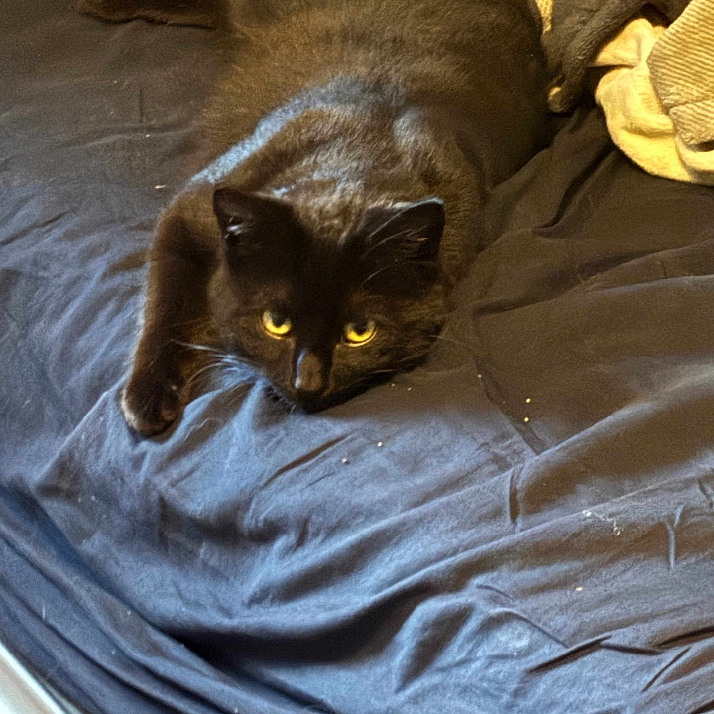 Sable