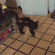 Babouche participe au concours pour gagner de l'argent avec cette photo : cat, black_cat, animal, pet, indoor, kitchen, tile_floor, white_door, shelf, food, groceries, walking, standing, tail, ears, whiskers, star_filter, sparkles, home, photography