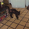 cat, black_cat, animal, pet, indoor, kitchen, tile_floor, white_door, shelf, food, groceries, walking, standing, tail, ears, whiskers, star_filter, sparkles, home, photography