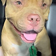 Max joined the competition — help win amazing prizes! dog, canine, pet, animal, leash, car, vehicle, inside, tongue_out, happy, brown, sitting, closeup, portrait, ears, snout, nose, eyes, mouth, seat