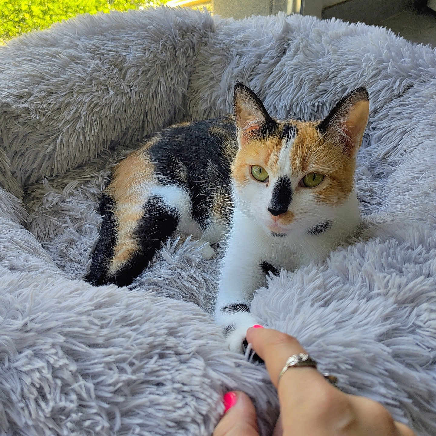 Néfertari a rejoint le concours — aidez-le/la à gagner de superbes lots ! animal, bed, calico, cat, comfort, cute, domestic, fluffy, fur, gray, greenery, hand, indoor, interaction, nail_polish, paw, pet, relaxing, resting, window