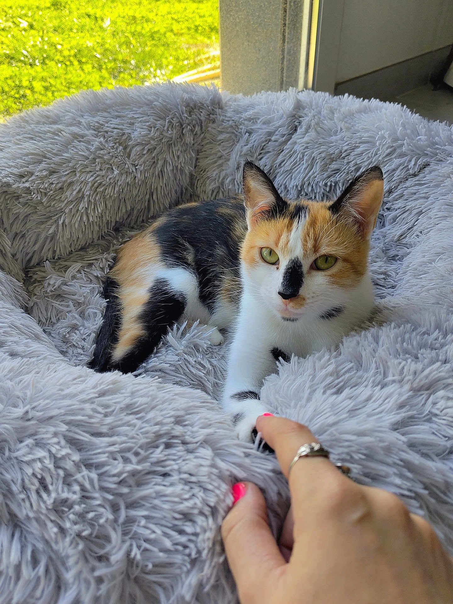 Néfertari a rejoint le concours — aidez-le/la à gagner de superbes lots ! animal, bed, calico, cat, comfort, cute, domestic, fluffy, fur, gray, greenery, hand, indoor, interaction, nail_polish, paw, pet, relaxing, resting, window