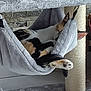 cat, calico_cat, sleeping, hammock, scratching_post, indoor, pet, fur, paw, relaxation, cozy, feline, animal, home, resting, gray, soft, cute, comfort, nap