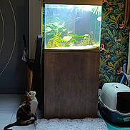 Néfertari participe au concours pour gagner de l'argent avec cette photo : cat, fish_tank, aquarium, fish, calico_cat, rug, floor_tile, litter_box, furniture, plant, indoor, pet, animal, curious, lighting, home_interior, decor, wallpaper, wood, pet_care