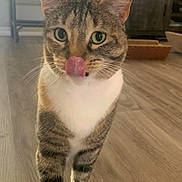 Slinky is registered to the contest to win money with this photo: cat, tabby, indoor, floor, wooden_floor, tongue_out, licking, pet, animal, feline, whiskers, ears, eyes, fur, close_up, domestic_cat, home, cute, mammal, curious