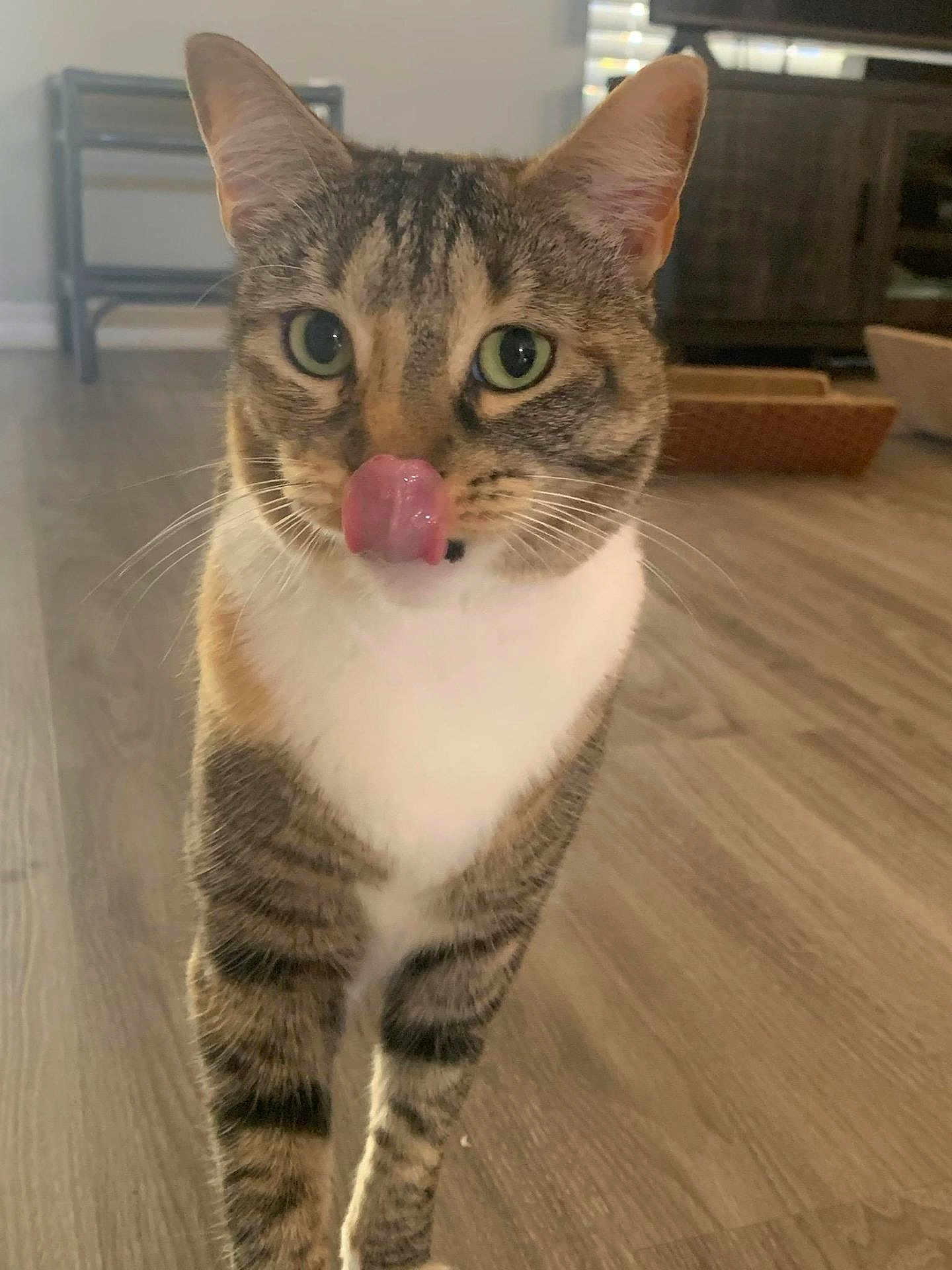 Slinky is registered to the contest to win money with this photo: cat, tabby, indoor, floor, wooden_floor, tongue_out, licking, pet, animal, feline, whiskers, ears, eyes, fur, close_up, domestic_cat, home, cute, mammal, curious