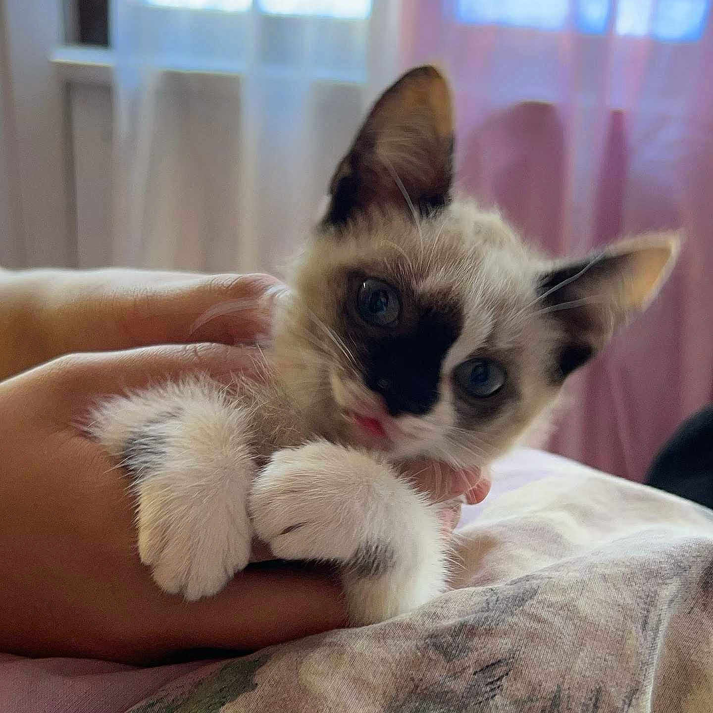 Nala participe au concours pour gagner de l'argent avec cette photo : adorable, animal, bed, black_markings, cat, close_up, comfort, curtains, cute, domestic, furry, hands, indoor, kitten, paws, pet, playful, soft_light, white_fur, young