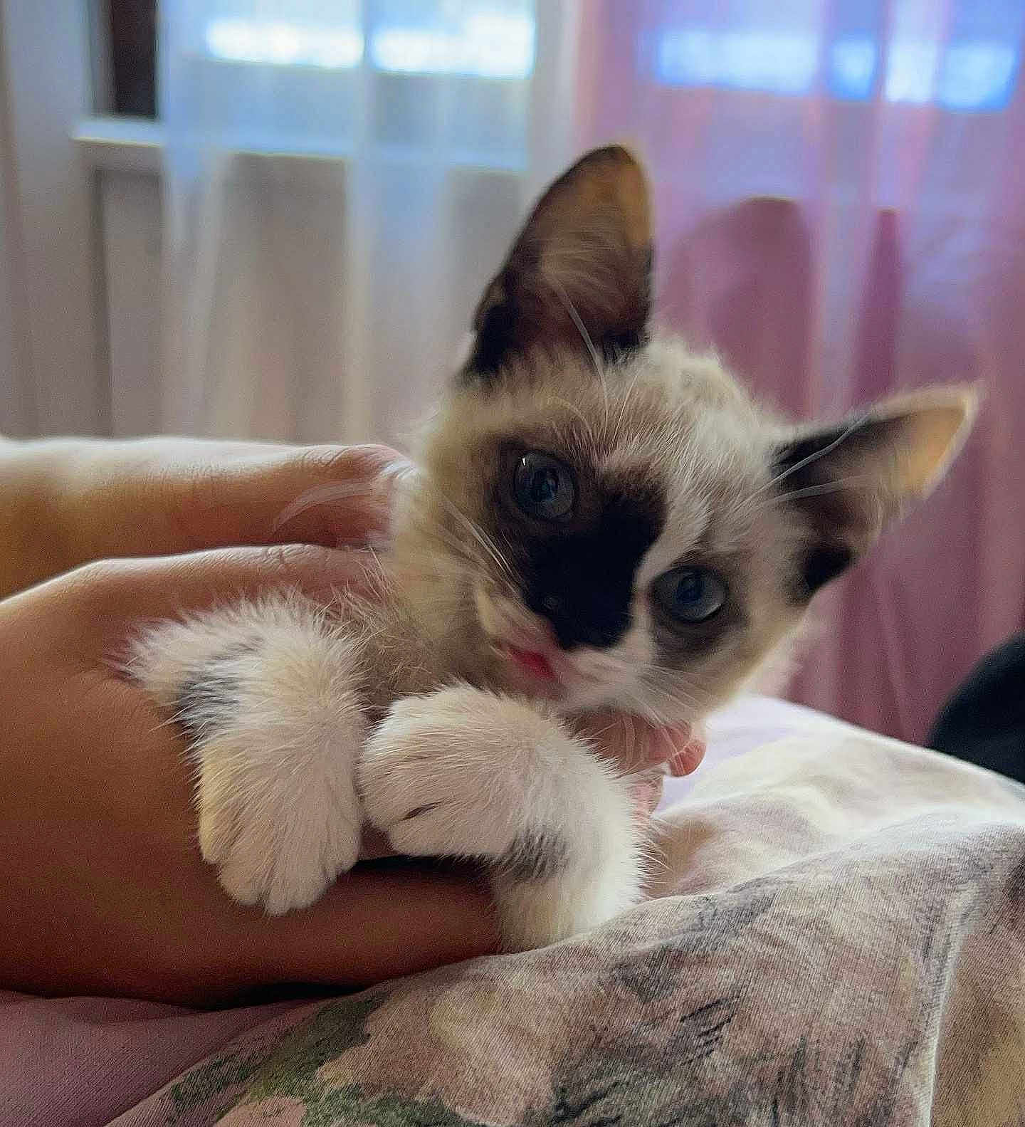 Nala participe au concours pour gagner de l'argent avec cette photo : kitten, cat, pet, animal, furry, cute, hands, indoor, curtains, soft_light, close_up, white_fur, black_markings, paws, bed, comfort, domestic, young, playful, adorable