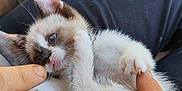 Nala participe au concours pour gagner de l'argent avec cette photo : kitten, cat, paw, claws, hands, fingers, playing, pet, animal, cute, fur, small, closeup, person, lap, indoor, relaxed, touch, interaction, domestic