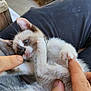 kitten, cat, paw, claws, hands, fingers, playing, pet, animal, cute, fur, small, closeup, person, lap, indoor, relaxed, touch, interaction, domestic