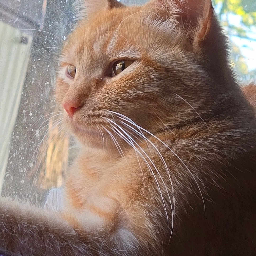 Peachy joined the competition — help win amazing prizes! abyssinian, angora, animal, blackcat, bodypart, cat, couch, ear, furniture, indoors, kitten, light, manx, pet, plant, pottedplant, siamese, window