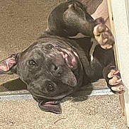 Sassy is registered to the contest to win money with this photo: dog, black_dog, carpet, indoor, pet, playful, paw, smiling, canine, floor, relaxed, cute, friendly, animal, mammal, domestic, tongue, ears, lying_down, happy