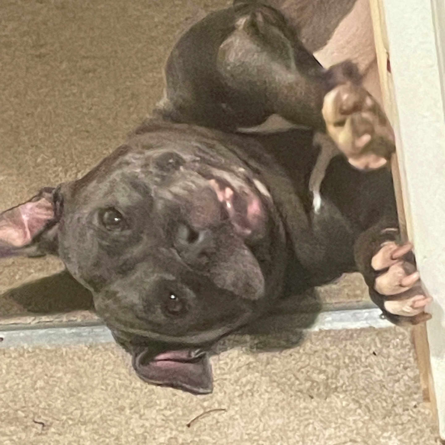 Sassy is registered to the contest to win money with this photo: dog, black_dog, carpet, indoor, pet, playful, paw, smiling, canine, floor, relaxed, cute, friendly, animal, mammal, domestic, tongue, ears, lying_down, happy