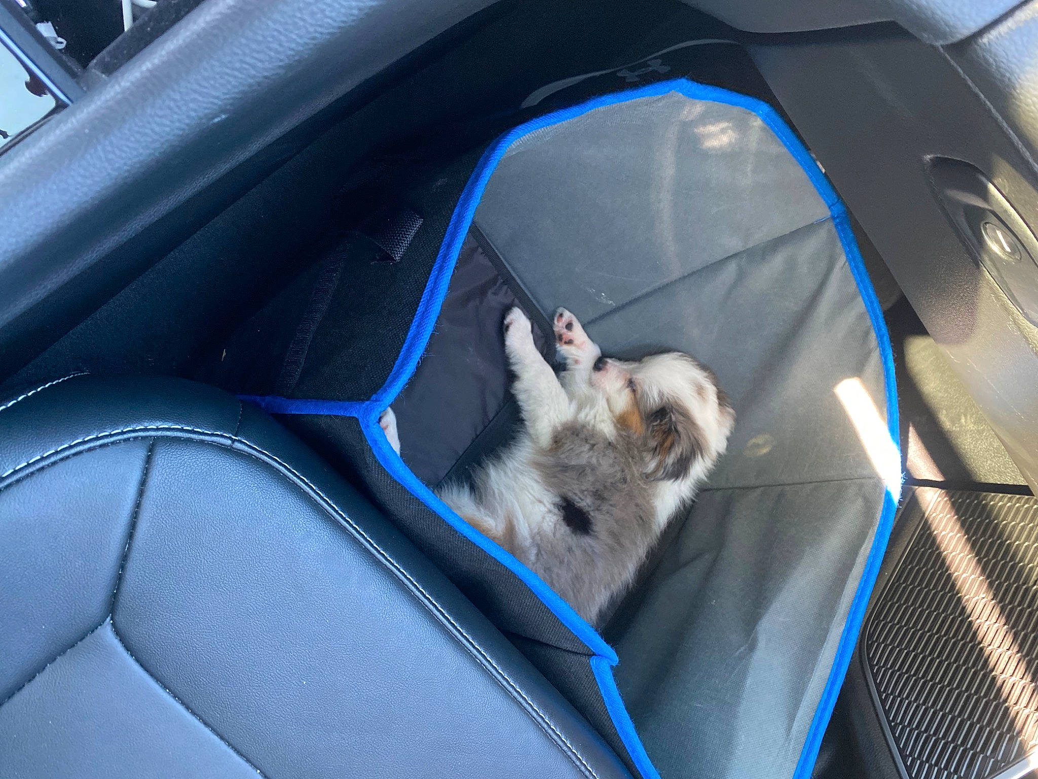 Daisy joined the competition — help win amazing prizes! auto_part, automotive_design, automotive_exterior, automotive_window_part, car_seat_cover, carnivore, cat, comfort, companion_dog, dog_breed, electric_blue, felidae, fender, hood, motor_vehicle, personal_luxury_car, small_to_medium_sized_cats, tints_and_shades, vehicle, vehicle_door