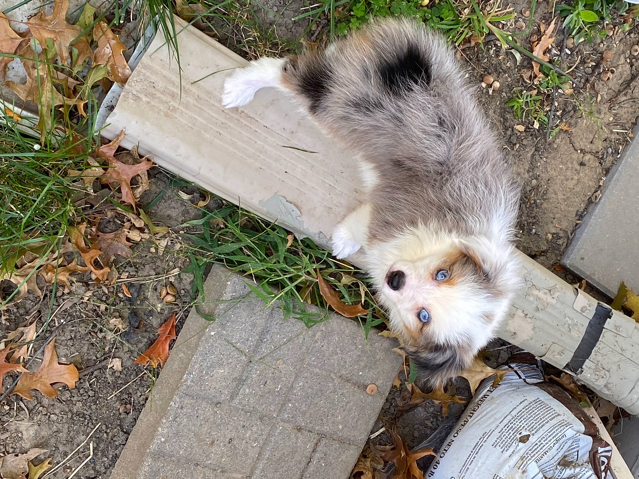 Daisy joined the competition — help win amazing prizes! carnivore, claw, event, fawn, foot, fox_squirrel, fur, grass, ground_squirrels, marsupial, mustelidae, plant, road_surface, rodent, snout, squirrel, tail, terrestrial_animal, whiskers, wildlife