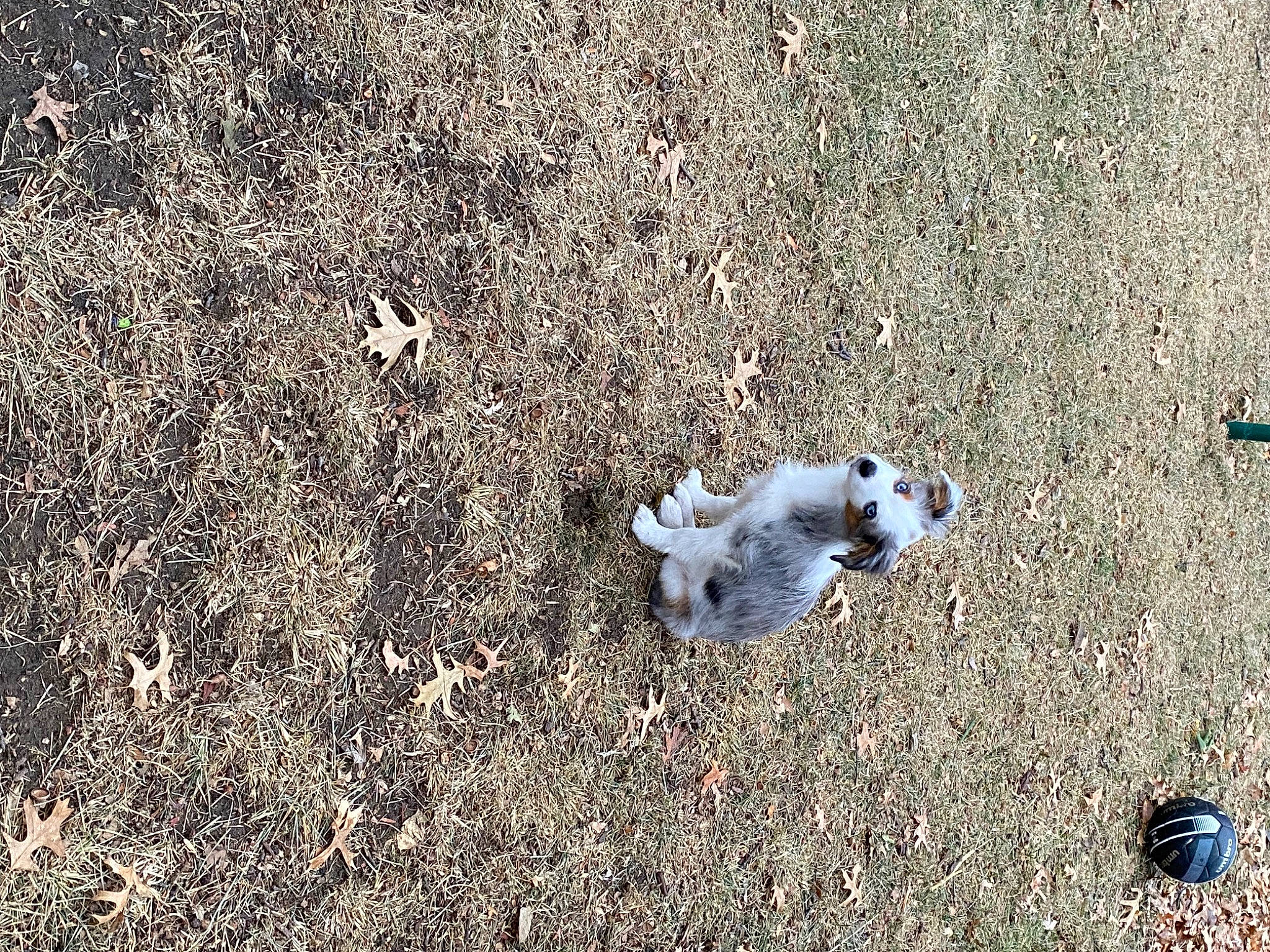 Daisy joined the competition — help win amazing prizes! asphalt, concrete, grass, paw, road_surface, sand, shadow, soil