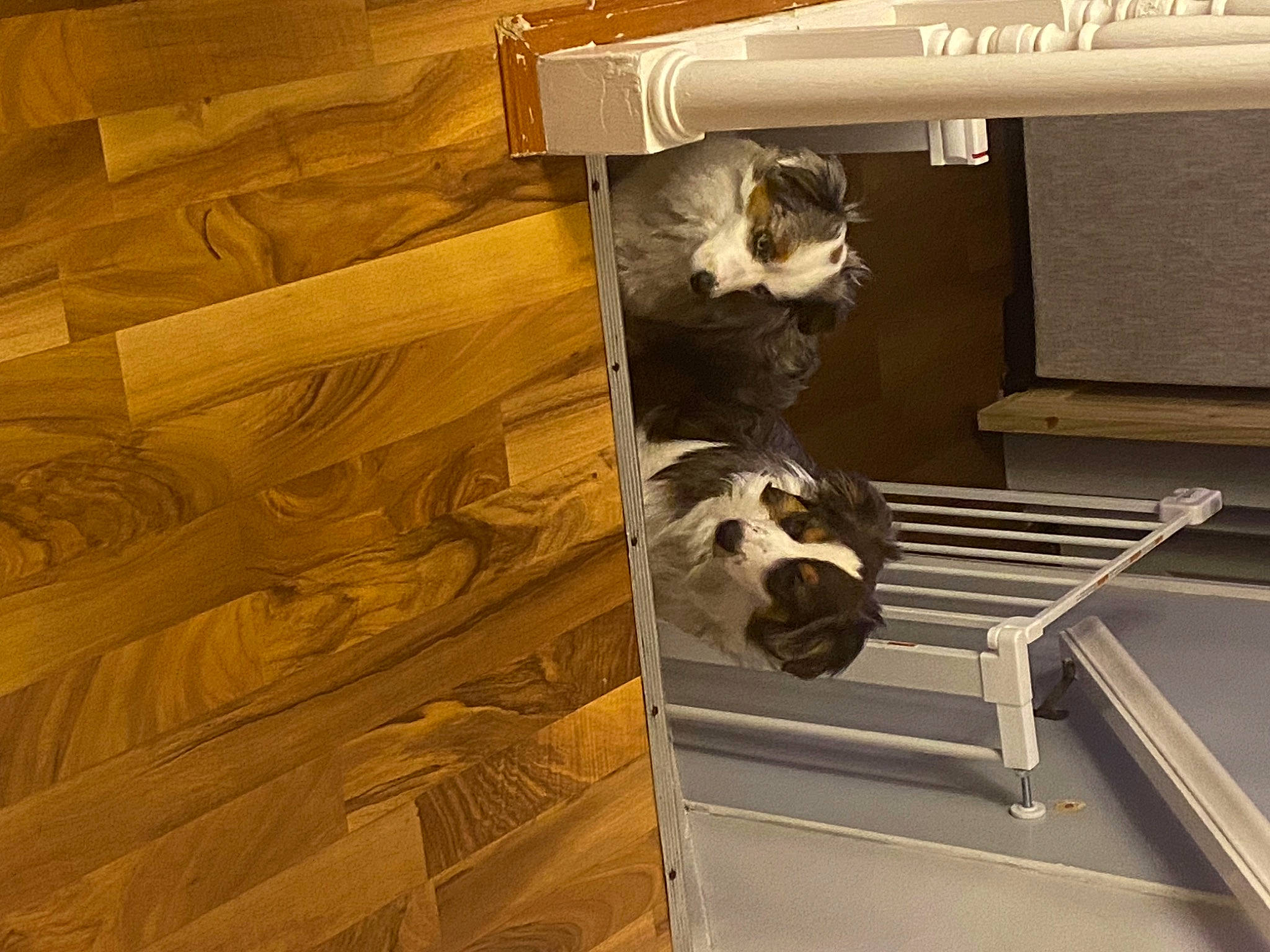 Teddy is registered to the contest to win money with this photo: canidae, cardboard, carnivore, cat, companion_dog, domestic_short_haired_cat, fawn, felidae, flooring, hardwood, machine, pet_supply, plywood, room, small_to_medium_sized_cats, snout, sporting_group, stairs, whiskers, wood